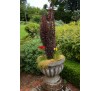 Барбарис  Тунберга Хелмонд Пиллар (Helmond Pillar ) С2
